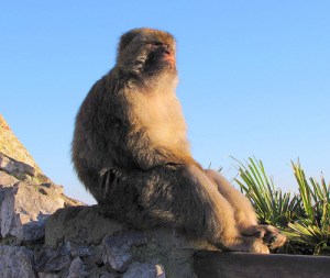 IP Chimp contemplating